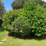 Roberta * Simius